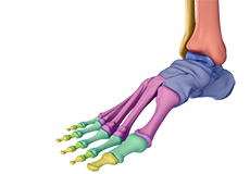 Normal Anatomy of the Foot and Ankle